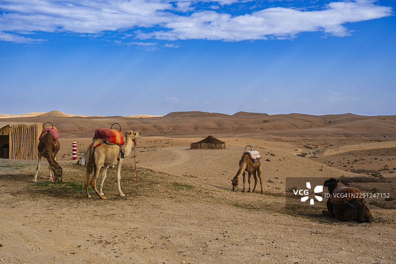 骆驼在晴朗蓝天下，广阔的沙漠景观中休憩。阿加菲沙漠，马拉喀什-萨菲，摩洛哥图片素材