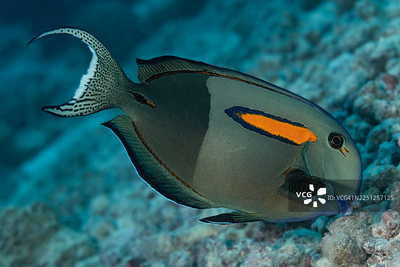 橙斑刺尾鱼（Acanthurus olivaceus），提克豪岛的图赫伊阿瓦通道，土阿莫土群岛，法属波利尼西亚图片素材
