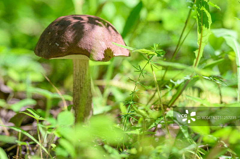 一株带纹理菌盖和菌柄的、小小的棕色蘑菇，在斑驳的阳光下，挺立在生机勃勃的绿草和绿叶丛中。图片素材