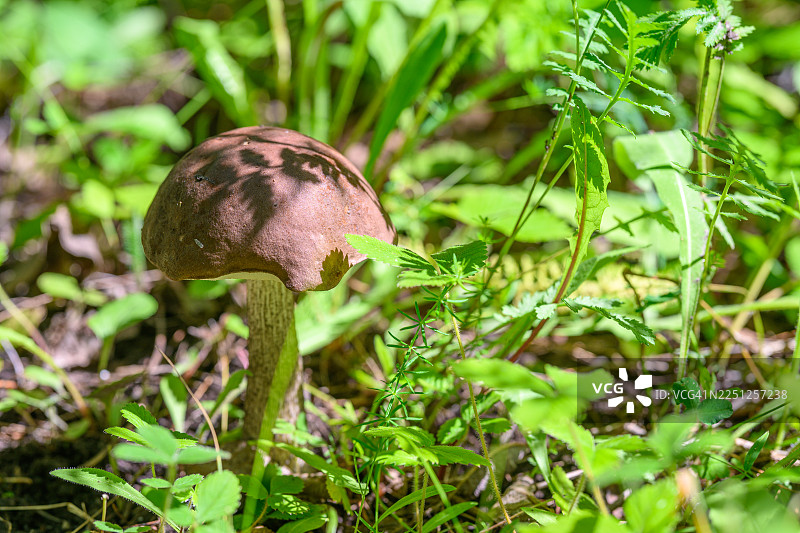 一朵蘑菇，有着纹理的棕色菌盖和菌柄，在斑驳的阳光下，矗立在茂密的绿草和树叶之间。图片素材