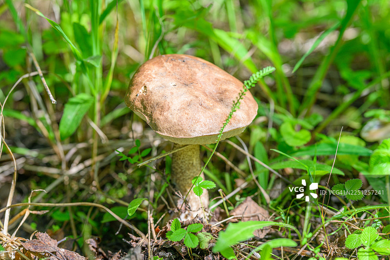 在森林地面上，一朵棕色的蘑菇，有着浅棕色的菌盖和纹理状的菌柄，生长在绿草和小型植物之间，沐浴在自然光下。图片素材