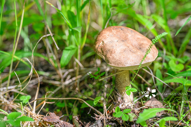 一株棕褐色的蘑菇，菌盖呈浅棕色，菌柄有纹理，生长在森林地面上，周围是绿草和小植物，沐浴在自然光下。图片素材