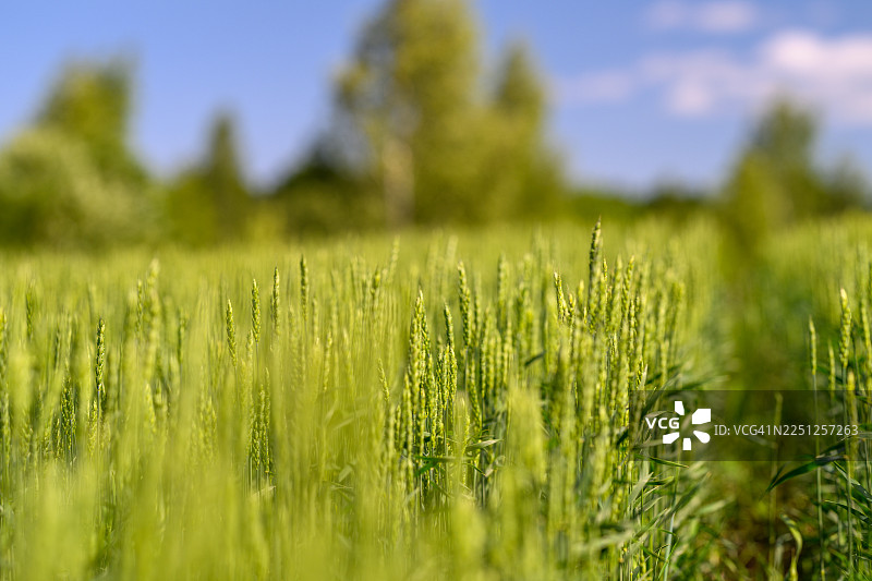 蓝天下的翠绿麦田，一条小路穿行其中，象征着成长与农业。图片素材