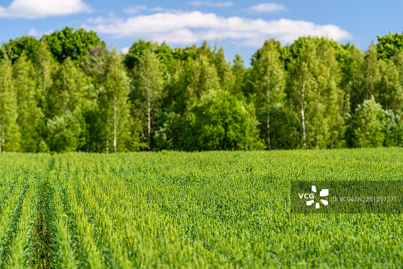 一片郁郁葱葱的绿色田野，有清晰可见的作物行，在蓝天下，边缘是茂密的落叶乔木图片素材