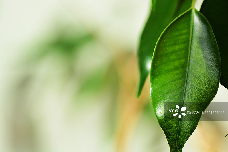 充满活力的绿色叶子特写，背景柔焦，象征着自然与成长图片素材