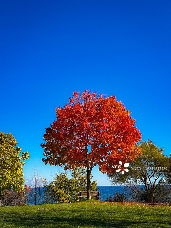 加拿大士嘉堡布拉夫公园，秋天的树叶呈现出鲜艳的红色和橙色，背景是湛蓝的天空和湖泊，草坡上放着一张木制长椅。图片素材