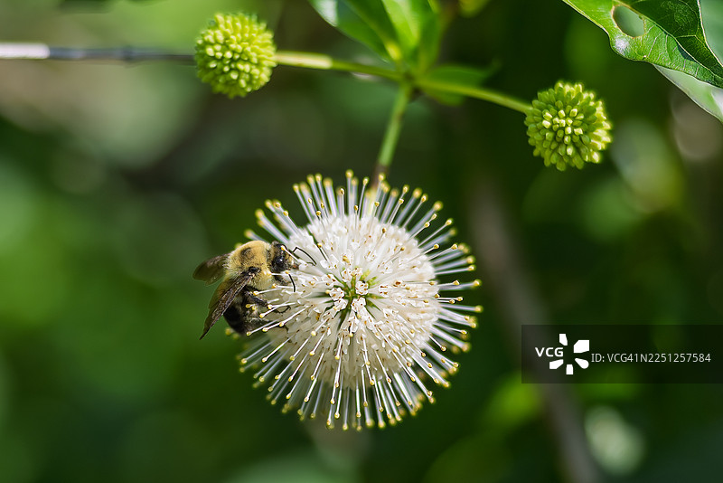 一只大黄蜂正在生机勃勃的绿色花园中，从白色纽扣花采集花蜜图片素材