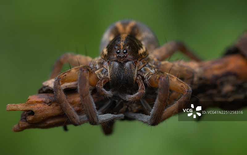 特写一只蜘蛛，它有着突出的眼睛和毛茸茸的腿，栖息在一块木头上，背景是模糊的绿色图片素材
