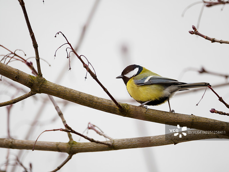 一只大山雀在冬季栖息在光秃秃的树枝上，背景柔和自然图片素材