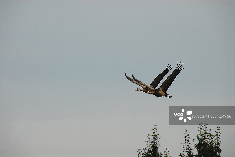 两只鸟在广阔、晴朗的天空中优雅地翱翔，下方可见树梢。图片素材