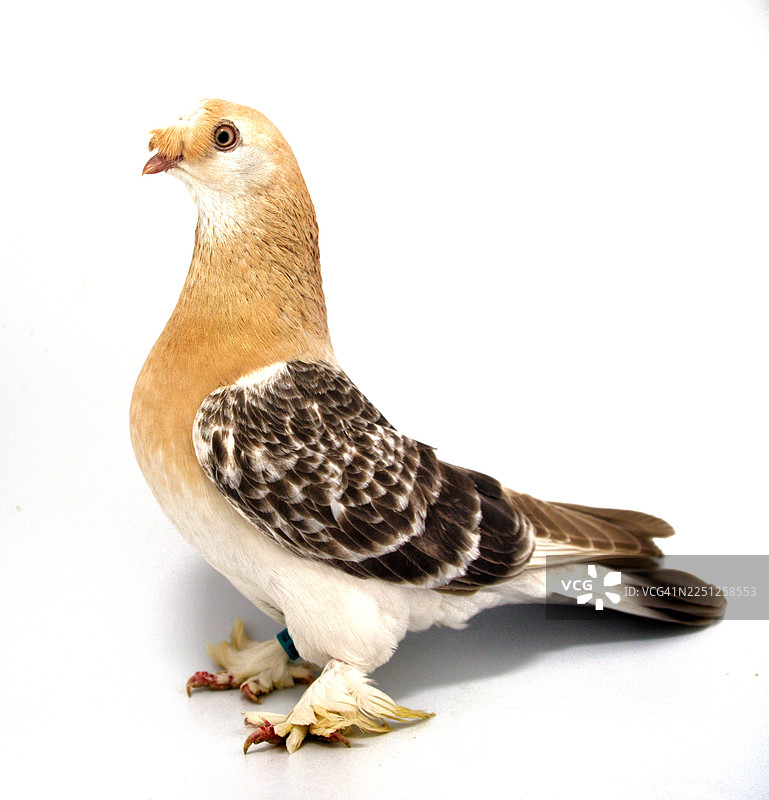 特写：一只棕白相间的鸽子栖息在白色背景上图片素材