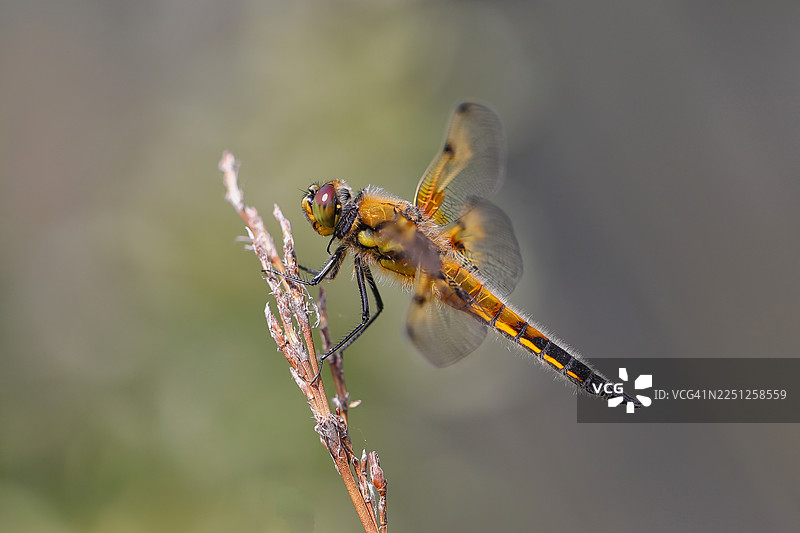 特写镜头，一只鲜黄与黑色的蜻蜓停在一株娇嫩的植物茎上，背景是自然环境。图片素材