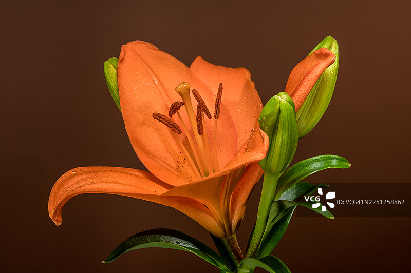 深色背景下，娇艳的橙色百合花带着水滴和含苞待放的花蕾，展现出勃勃生机与自然之美。图片素材