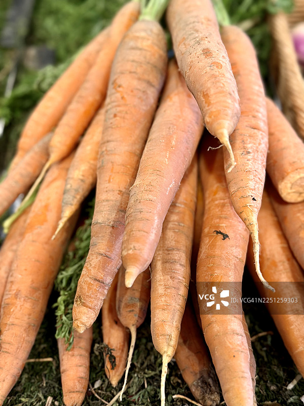 新鲜采摘的有机胡萝卜带着绿色的顶部，陈列在深绿色叶子的基座上，准备上市图片素材