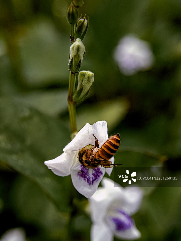特写一只蜜蜂在白色和紫色花朵上积极授粉，突显了自然的精妙过程图片素材