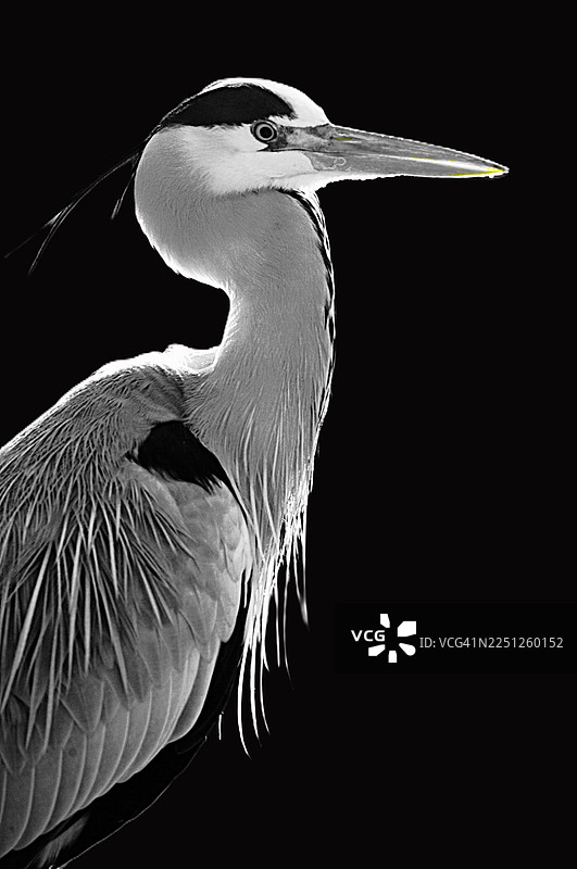 优雅的苍鹭特写，背景为纯粹的黑色图片素材