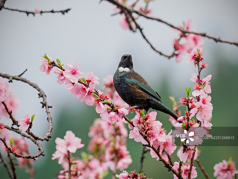 一只灰椋鸟栖息在春天盛开的樱花树枝上图片素材
