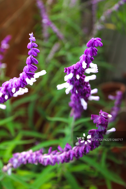 绿色花园中鲜艳的紫白色花朵特写图片素材