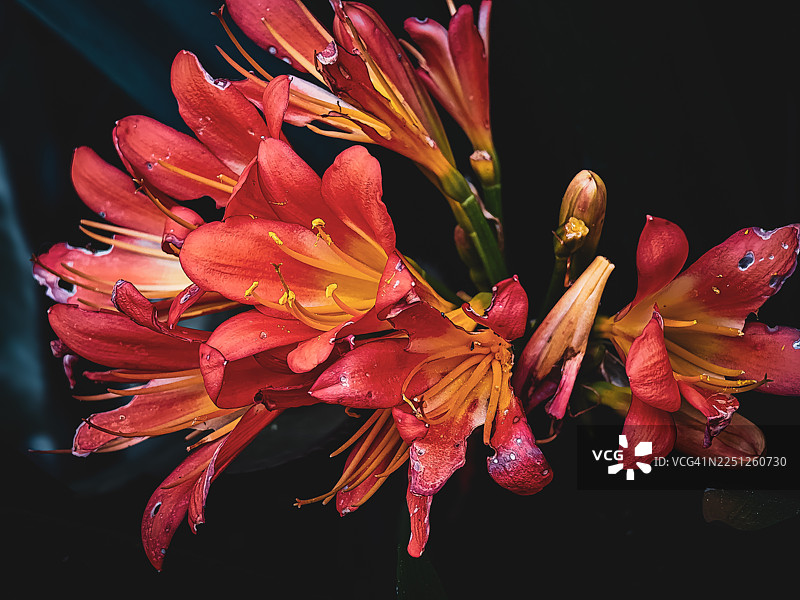 深色背景下，充满活力的红橙色花朵特写，带有水滴图片素材