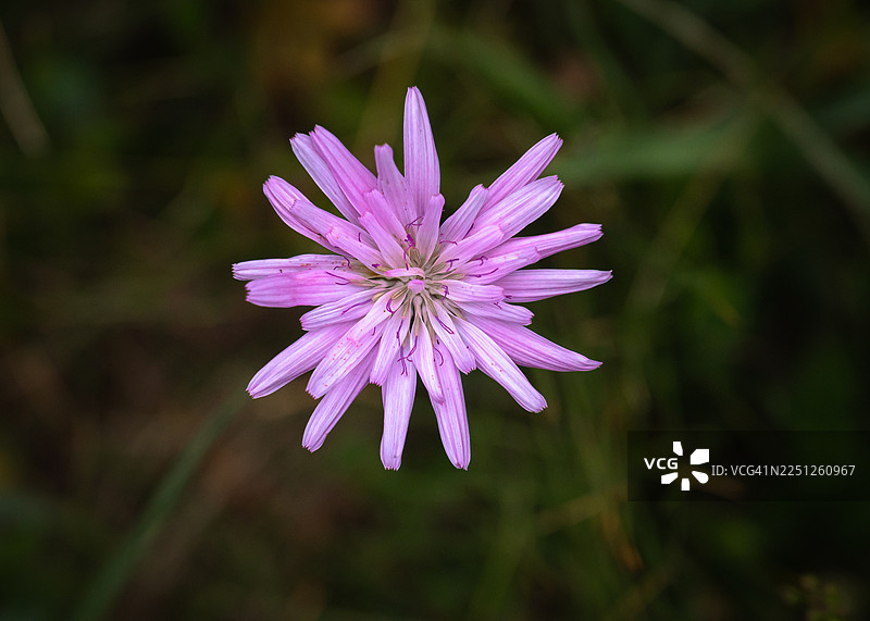 黑土耳其葡萄（Scorzonera purpurea）在黑山普拉夫附近的巴尔干山脉步道上开着紫色的花。图片素材