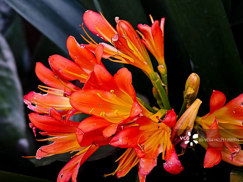 特写镜头下，生机勃勃的橙黄色花朵植物，配有绿叶。图片素材