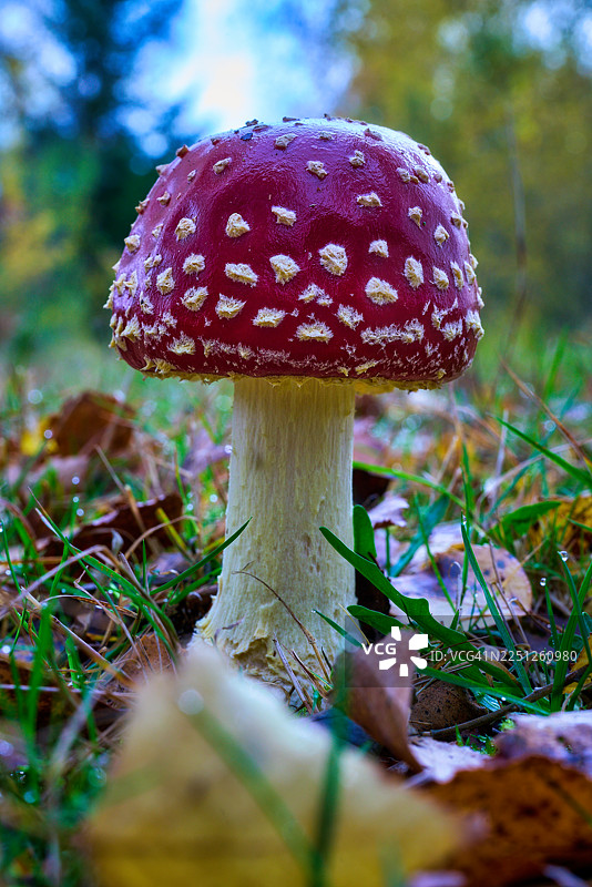 森林地面上，一朵鲜艳的红白相间的毒蝇伞蘑菇在绿草和秋叶中生长，特写镜头图片素材
