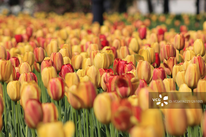 生机勃勃的黄色和红色郁金香在葱郁的田野中绽放，展现着春天的美丽图片素材