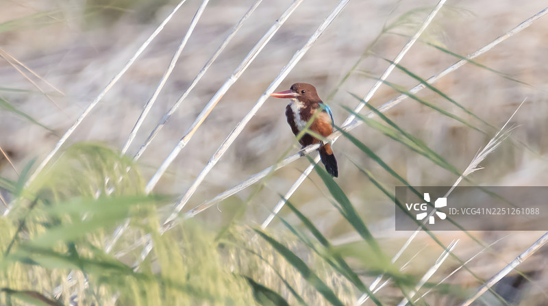 一只白喉翡翠鸟栖息在干燥的树枝上，背景是模糊的绿叶图片素材