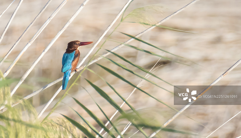 一只色彩斑斓的翠鸟栖息在芦苇丛中，置身于自然的户外环境中，展示着鲜艳的羽毛。图片素材