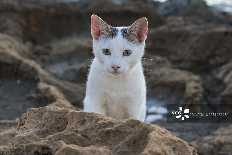 一只绿眼睛的可爱白猫，坐在一块户外的纹理岩石上图片素材