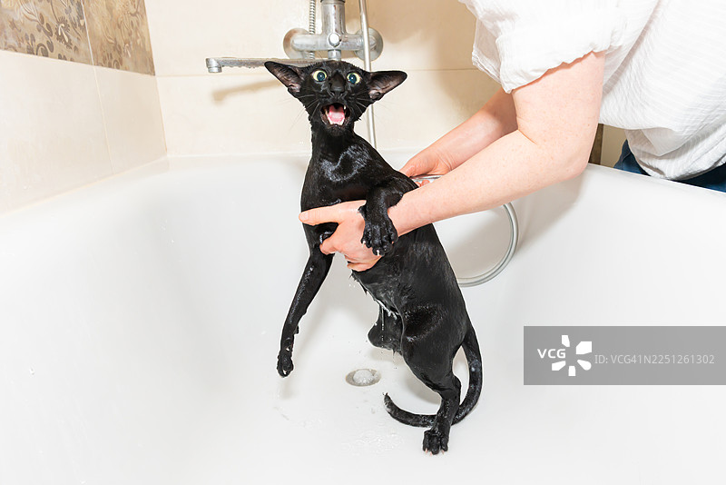 一只湿漉漉的黑猫，眼睛睁得大大的，嘴巴张开，被一个人抱在浴缸里。图片素材