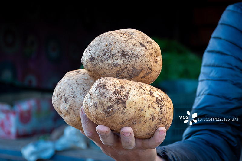 一名男子展示着手中刚收获的、带有泥土的生土豆，突出了其自然纹理图片素材