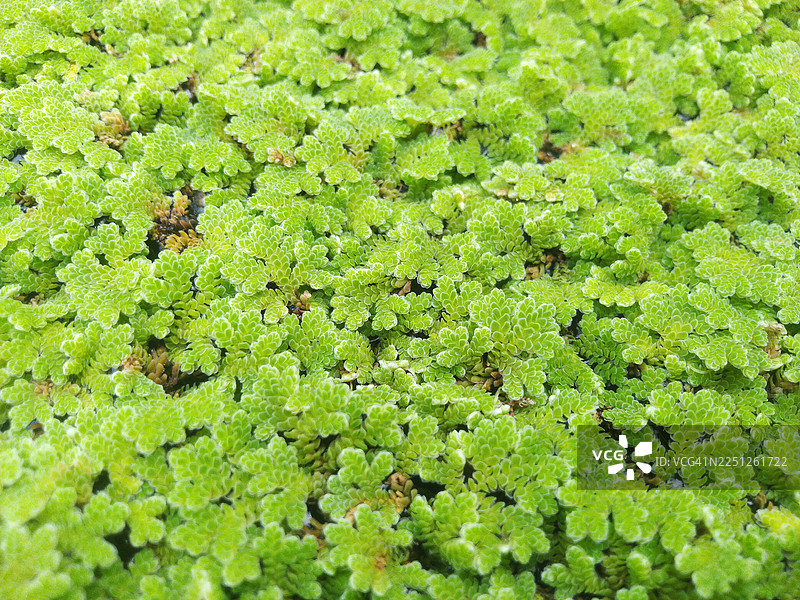 充满活力的绿色水生植物覆盖水面，展示出自然纹理和图案的全帧画面图片素材