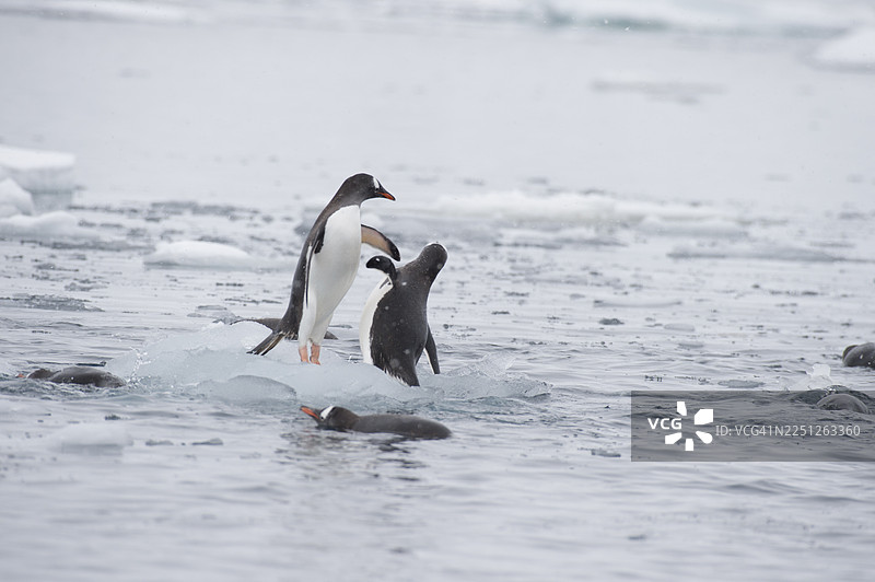 巴布亚企鹅在南极半岛的冰冷水域和浮冰中穿行图片素材