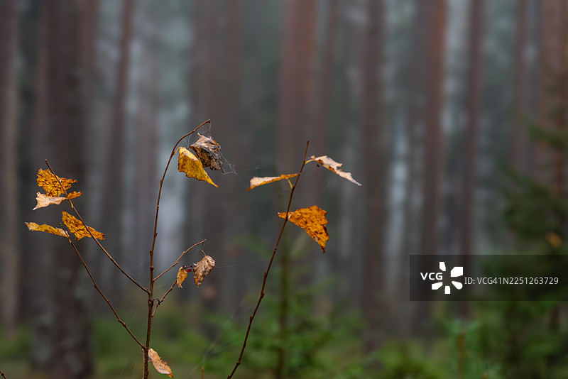 秋季在雾气笼罩的森林里，植物上干枯的叶子与蜘蛛网的特写图片素材
