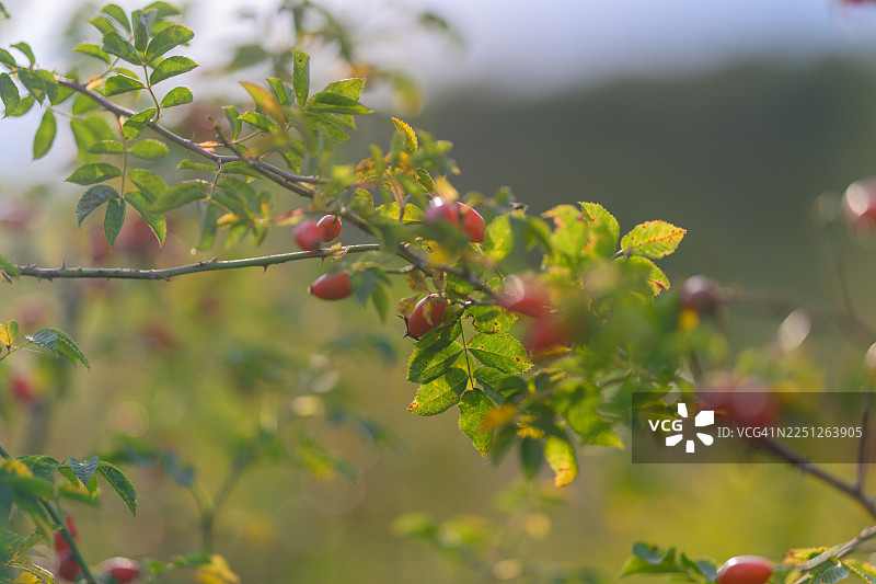 阳光下的玫瑰果枝，叶片翠绿，背景虚化，展现自然之美图片素材