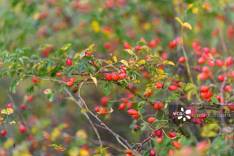 秋季灌木丛中鲜红的玫瑰果和茂密的绿叶，展现了大自然的丰饶与美丽图片素材