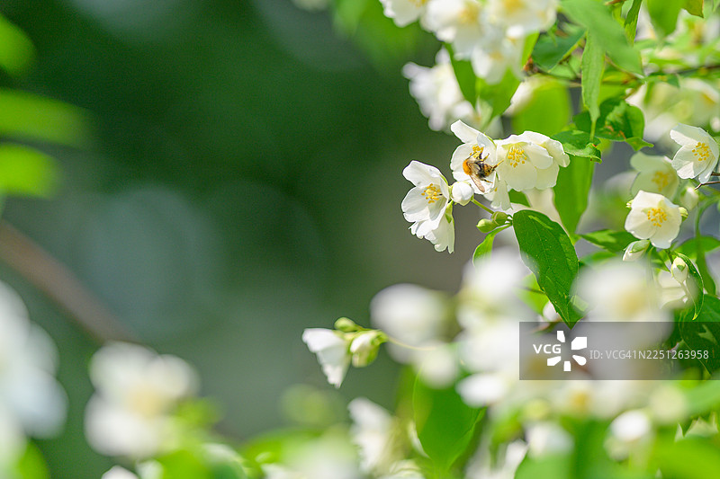 阳光明媚的一天，蜜蜂在绿叶环绕的白色茉莉花上授粉图片素材