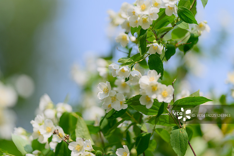 一簇簇白色茉莉花和绿叶在晴朗的蓝天下绽放，部分花朵清晰可见，其余则柔和地模糊处理图片素材