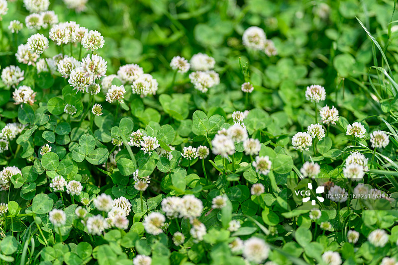 一株充满活力的三叶草特写，白色的三叶草花朵在自然光下构成了郁郁葱葱的自然背景图片素材