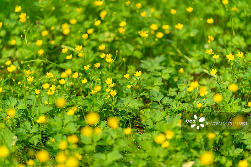 鲜艳的黄色毛茛花在郁郁葱葱的绿野上绽放，浅景深效果突出图片素材