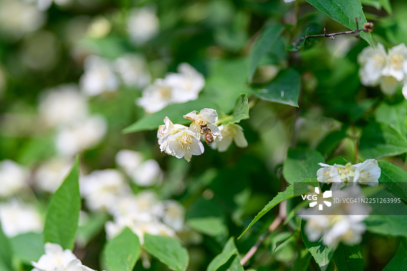 特写镜头捕捉到一簇白色小花，背景是绿叶，沐浴在自然日光中图片素材