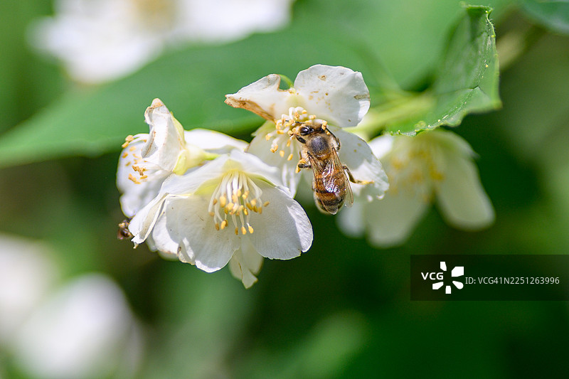 一只蜜蜂正在给白色的茉莉花授粉，周围环绕着绿叶，在自然日光下拍摄的特写镜头图片素材