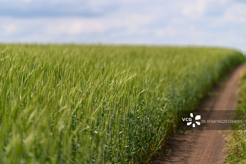 一条狭窄的土路蜿蜒穿过生机勃勃的绿色作物田，在柔和的蓝天下，象征着成长和旅程图片素材