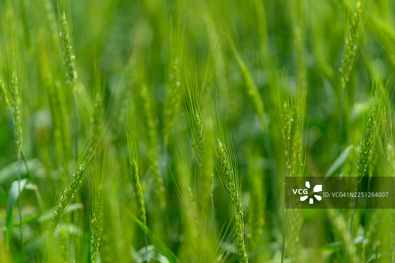 特写镜头：充满活力的绿色小麦田，景深浅图片素材