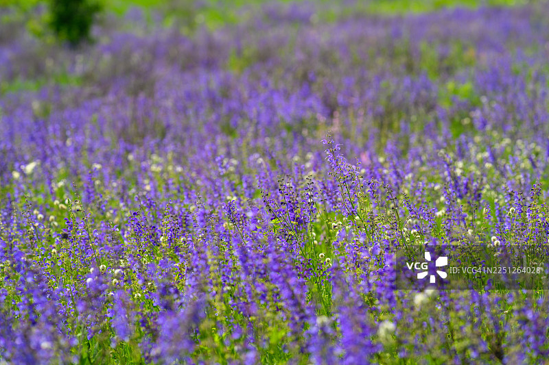 在自然日光下，充满活力的紫色花朵密密地覆盖着一片田野，并一直延伸到背景中图片素材