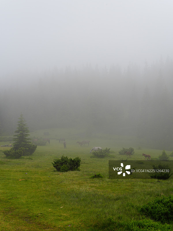 野马在雾气弥漫的山间草地上吃草，背景是常绿树林，营造出宁静而神秘的自然景观图片素材