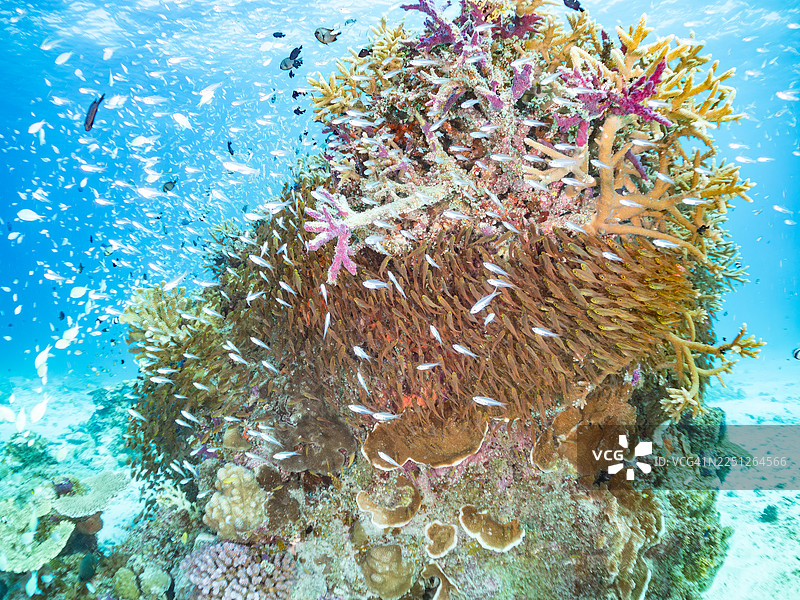 发光金鳞鱼，细条金鳞鱼，细条金鳞鱼，矮桨鳍鱼，矮桨鳍鱼，蓝绿鲹，蓝绿鲹，蓝绿鲹，安室岛，冲绳，一群热带鱼。美丽的珊瑚礁和人图片素材