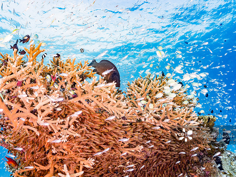 红口石斑鱼（Aethaloperca rogaa），掠食者。发光天竺鲷、细身天竺鲷（Rhabdamia gracilis）、小矮天竺鲷（Parapriacanthus ransonneti），安室岛，冲绳，一群热带鱼。美丽的珊瑚礁与人们图片素材