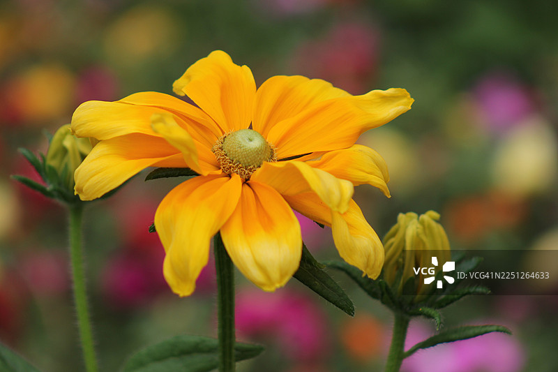 盛开的鲜艳黄花植物，背景虚化图片素材
